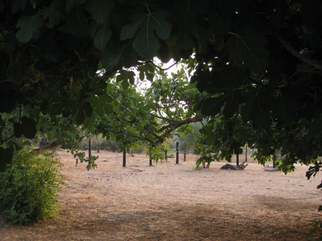 Practicando la Presencia