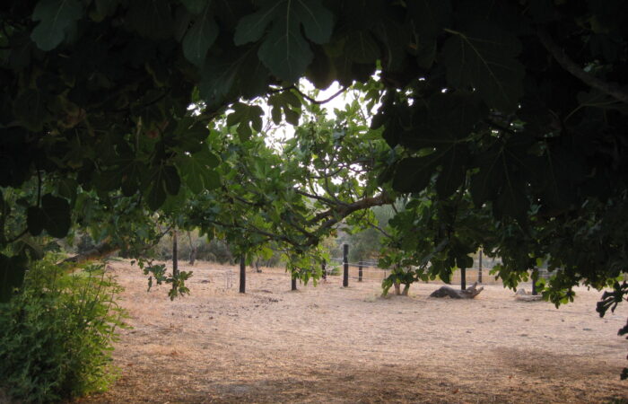 Practicando la Presencia