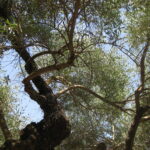 De las relaciones depredadoras a las reverenciales